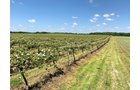 Concord Grapes in Van Buren County, Michigan farmland - LAND AUCTION - 194+/- ACRES OFFERED IN 5 TRACTS IN VAN BUREN COUNTY, MICHIGAN